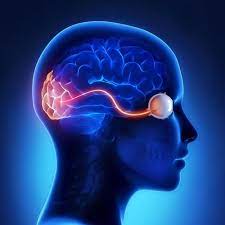 Neuro Ophthalmology: What Procedures does it Include?