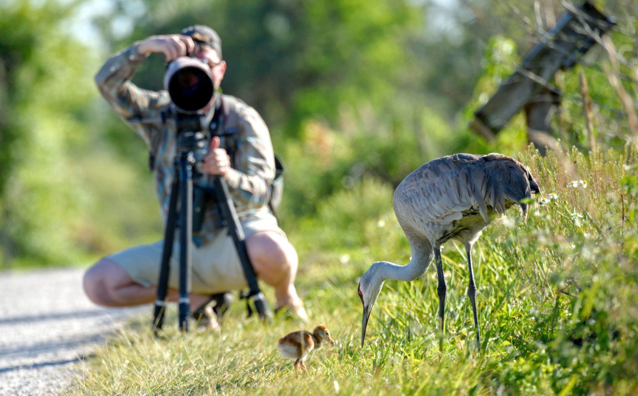 PHOTOGRAPHY AND BIRDS